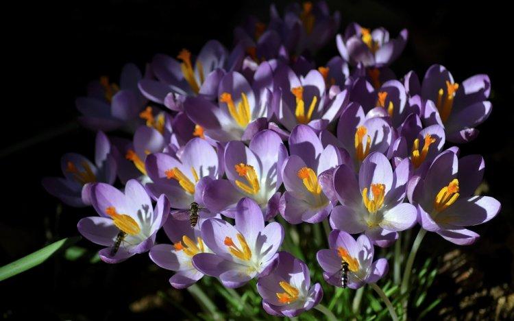 Crocus - photo