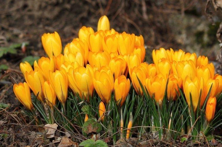 Crocus - photo