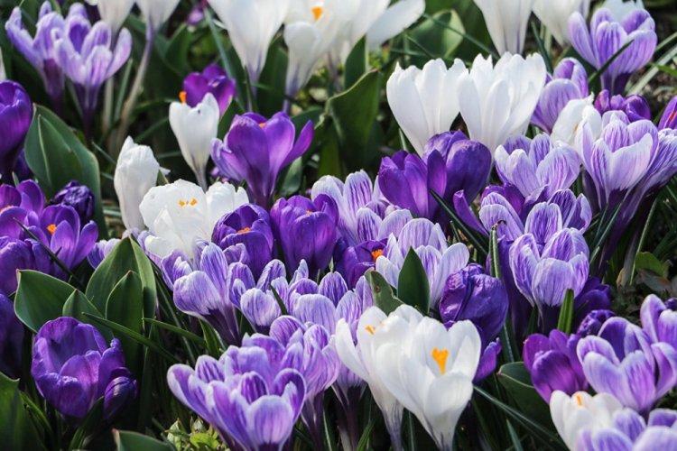 Crocus - photo
