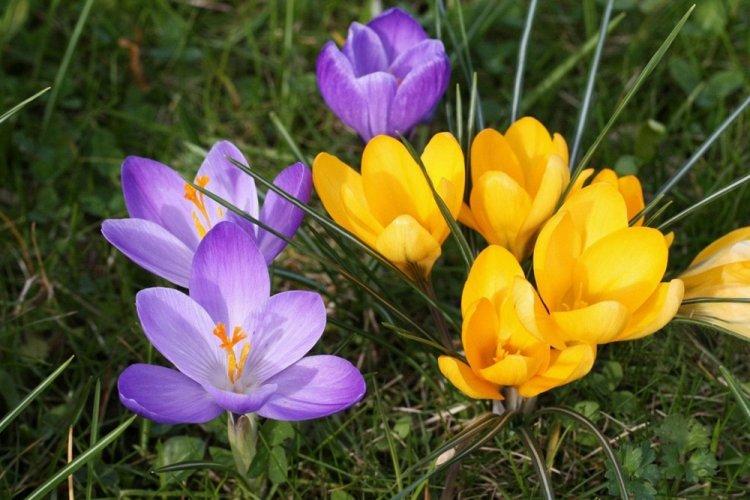 Crocus - photo