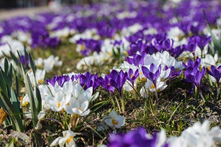 Crocus - photo