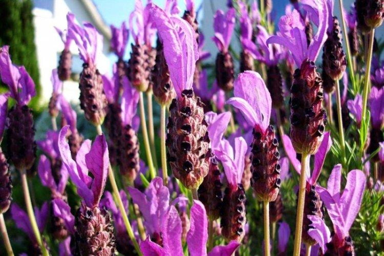 Lavande dentelée - Types de lavande