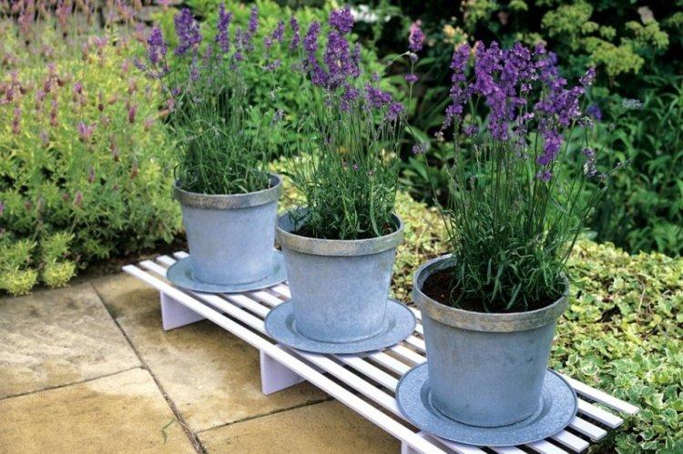 Plantation - Soins de la lavande