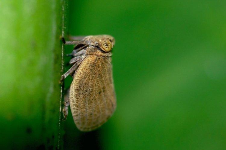 Lutte contre les parasites et les maladies - Lavande