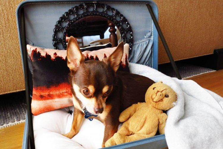 Un lit d'une valise - Un lit pour un chien avec vos propres mains