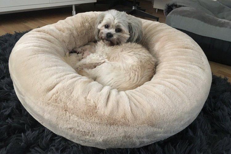 Lit pour chien à faire soi-même - photos et idées