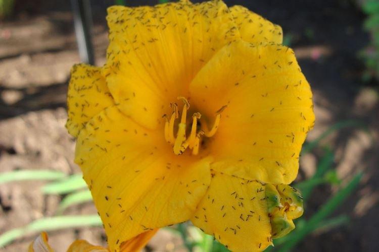 Lutte contre les parasites et les maladies - Hémérocalle