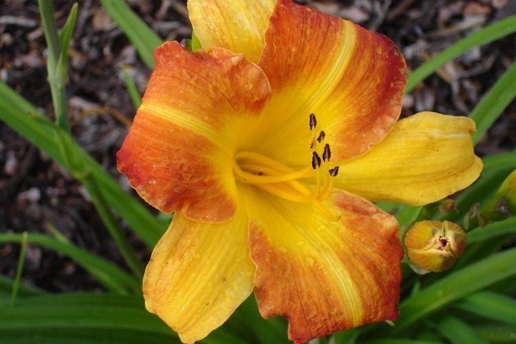 Hémérocalle - photo