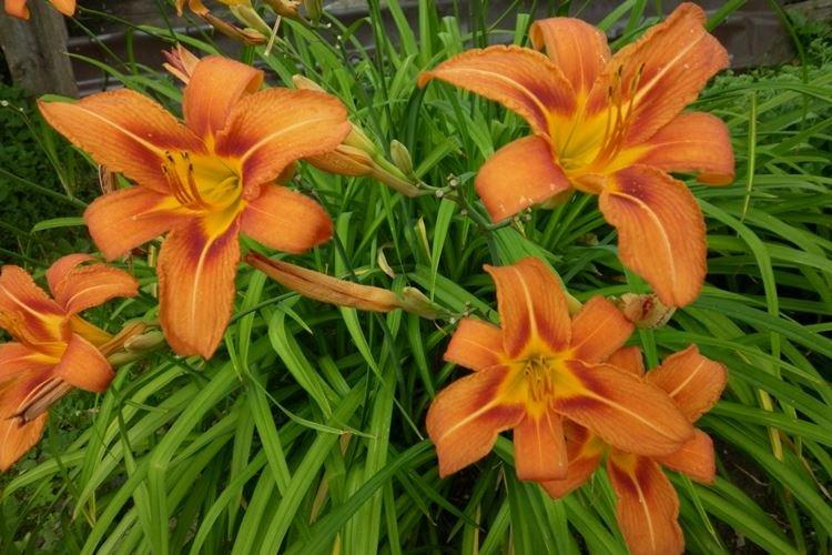 Hémérocalle - photo