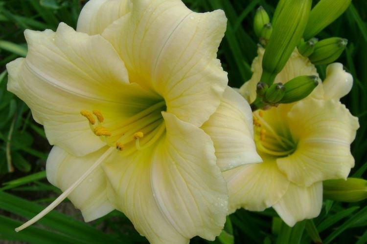 Hémérocalle - photo