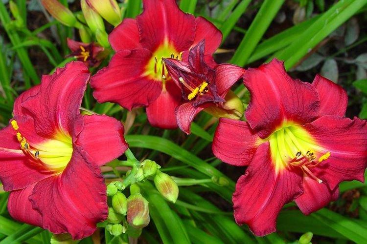 Hémérocalle - photo