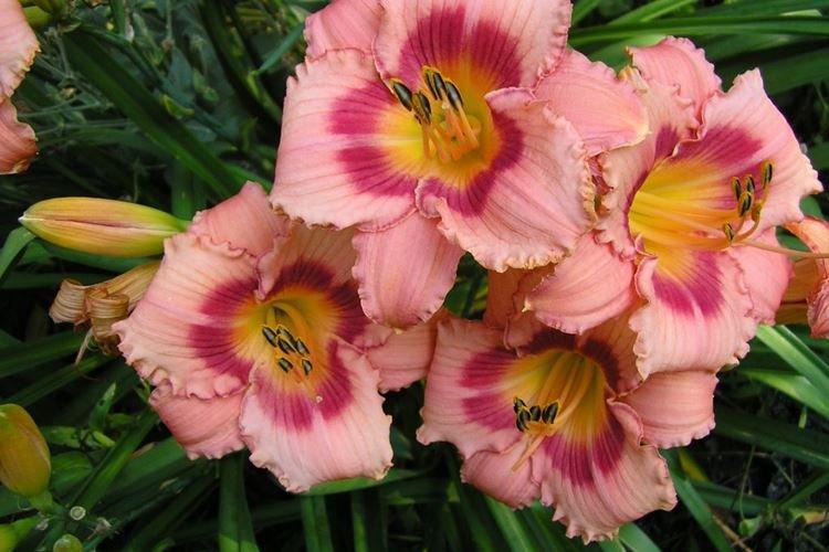 Hémérocalle - photo