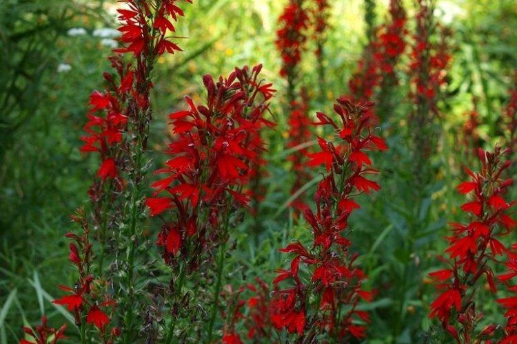 Lobélie cardinale - Types de lobélie