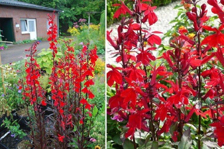 Lobélie de feu - Types de lobélie