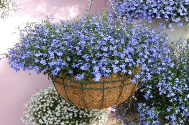 Taille - Soins Lobelia