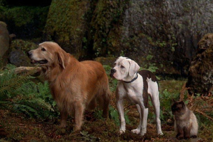 Le chemin du retour Un voyage incroyable - Les meilleurs films sur les chiens