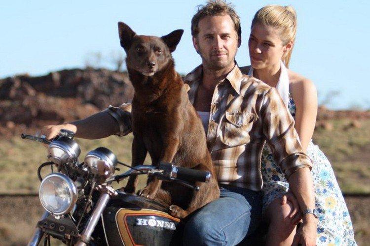 Chien gingembre - les meilleurs films sur les chiens