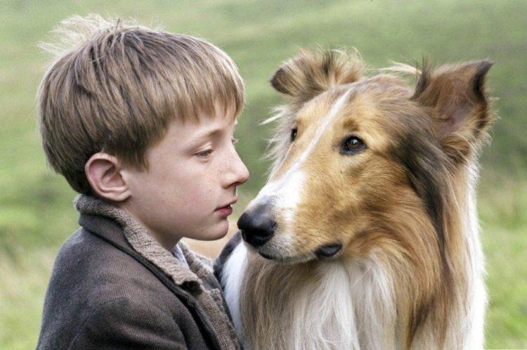 Lassie - les meilleurs films sur les chiens