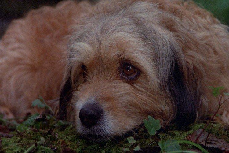 Chasing Benji - les meilleurs films sur les chiens