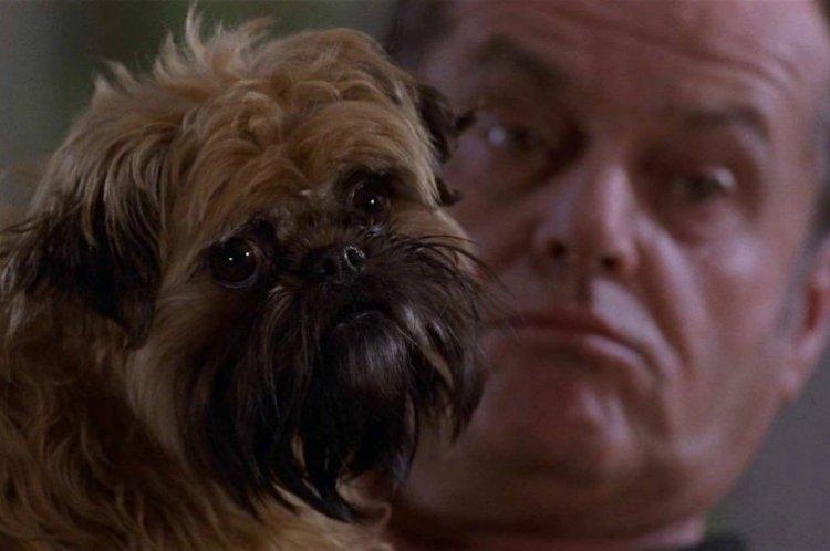 Ça ne pourrait pas être mieux - les meilleurs films sur les chiens