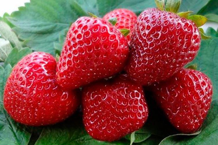 Prima Donna - Les meilleures fraises remontantes