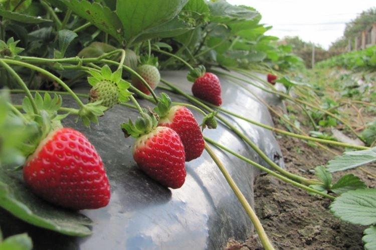 Albion - Les meilleures fraises remont