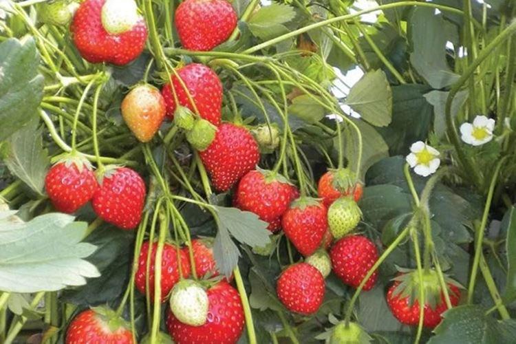 Baron Solemacher - Les meilleures fraises du remont