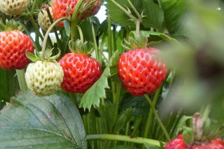 Alexandrie - Les meilleures fraises remontantes