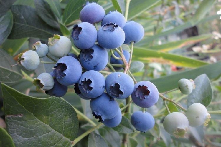 River - Les meilleures variétés de myrtilles pour la région de Moscou