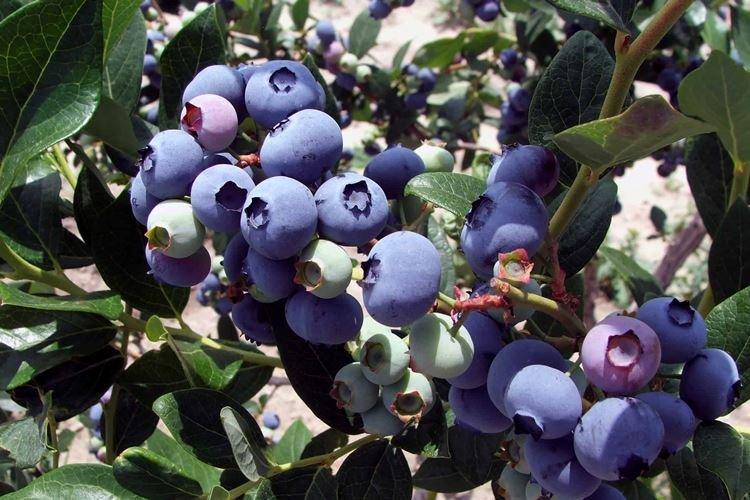 Elizabeth - Les meilleures variétés de myrtilles pour la région de Moscou