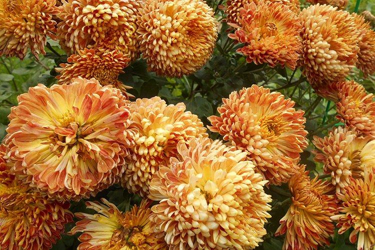 Eté - Variétés précoces de chrysanthèmes