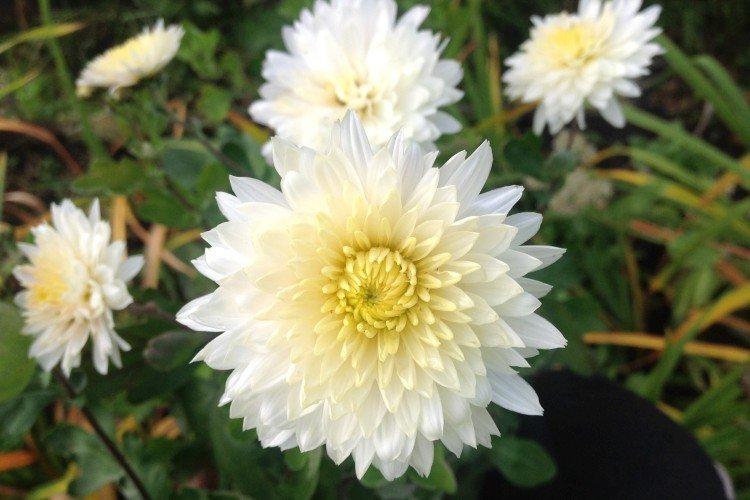 Umka - Variétés moyennes de chrysanthèmes