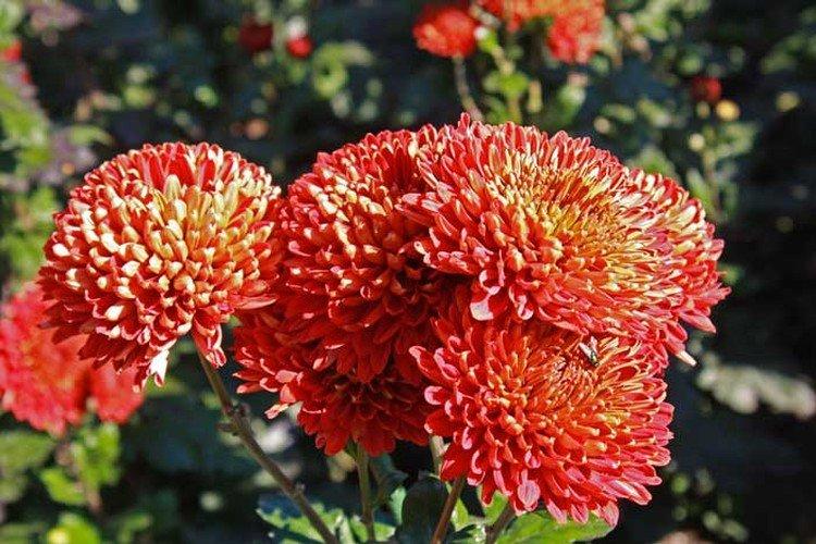 Diplomate - Variétés moyennes de chrysanthèmes