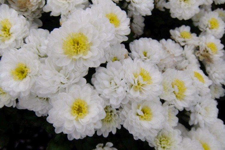 Elf - Variétés tardives de chrysanthèmes