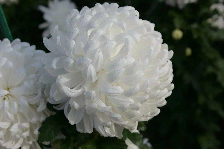 Ribonet - Variétés tardives de chrysanthèmes