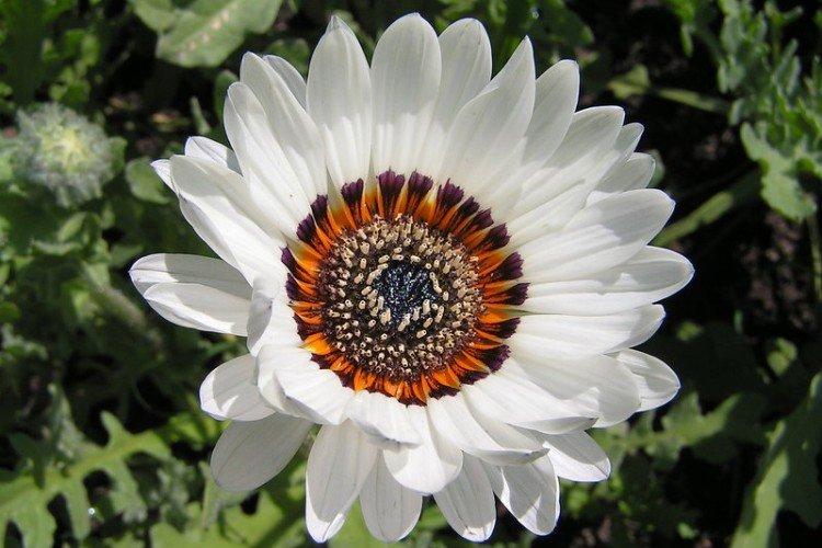 Cocarde - Les meilleures variétés annuelles de chrysanthèmes