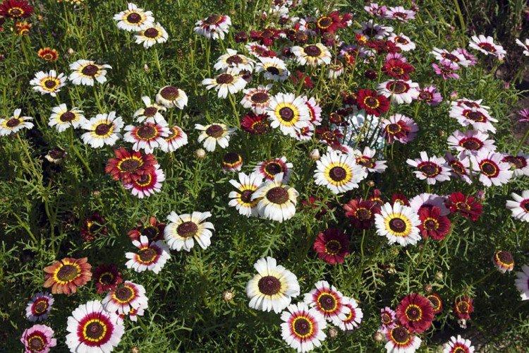 Masquerade - Meilleures variétés de chrysanthèmes annuels