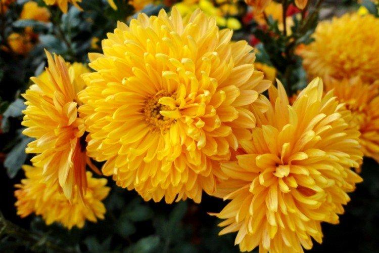 Toison d'Or - Les meilleures variétés vivaces de chrysanthèmes