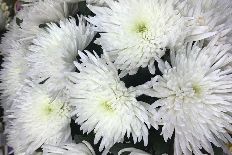 Swan Song - Variétés populaires de chrysanthèmes à petites et moyennes fleurs
