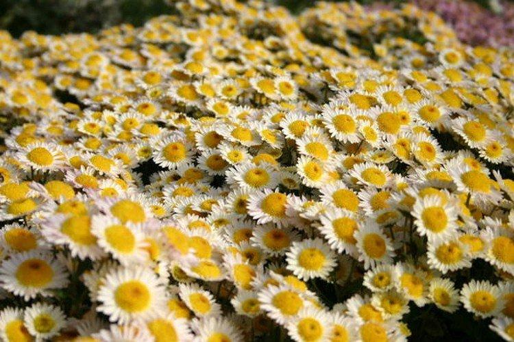 Russkoe Pole - Les meilleures variétés de chrysanthèmes pour la région de Moscou