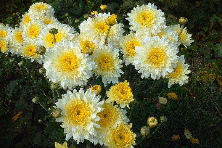 Helen - Les meilleures variétés de chrysanthèmes pour l'Oural et la Sibérie