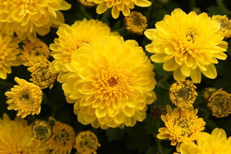 Mishal - Les meilleures variétés de chrysanthèmes pour la région de Léningrad