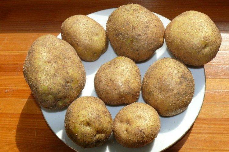 Vineta - Les meilleures variétés de pommes de terre pour l'Oural