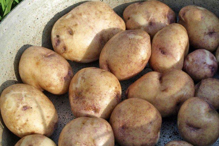 Sineglazka - Variétés russes de pommes de terre