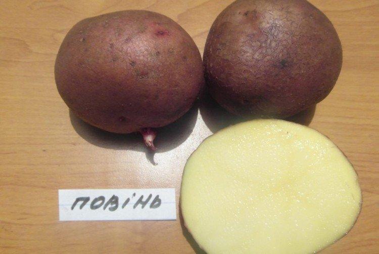 Povin - Variétés ukrainiennes de pommes de terre
