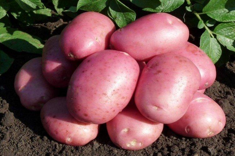 Labella - Variétés de pommes de terre allemandes