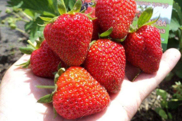 Anita - Premières variétés de fraises pour la région de Moscou