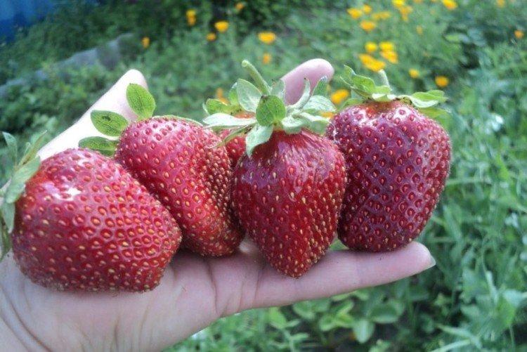 Cardinal - Premières variétés de fraises pour la région de Moscou
