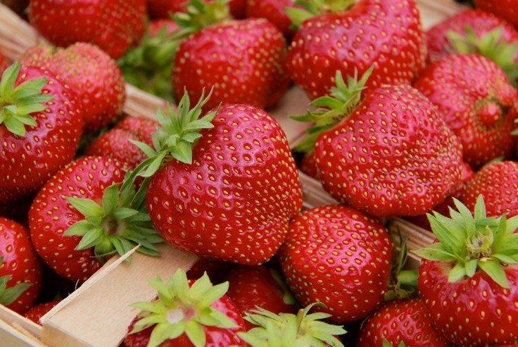 Sudarushka - Premières variétés de fraises pour la région de Moscou