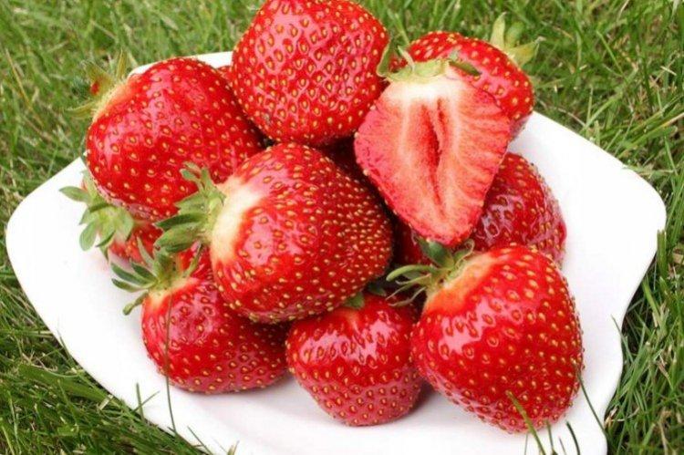 Kent - Premières variétés de fraises pour la région de Moscou